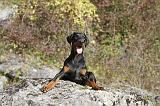 DOBERMANN 423